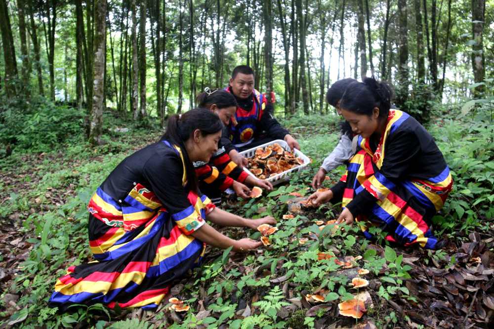 身著民族服的村民正在采摘靈芝。次仁央宗攝