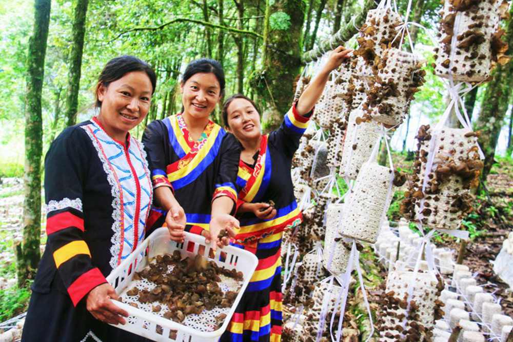 木耳產量頗豐。次仁央宗攝