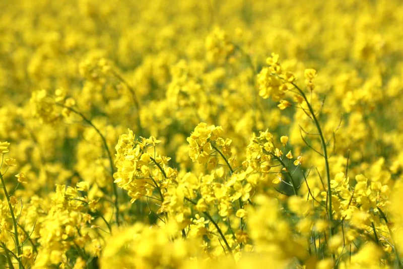 油菜花盛開。洛克攝