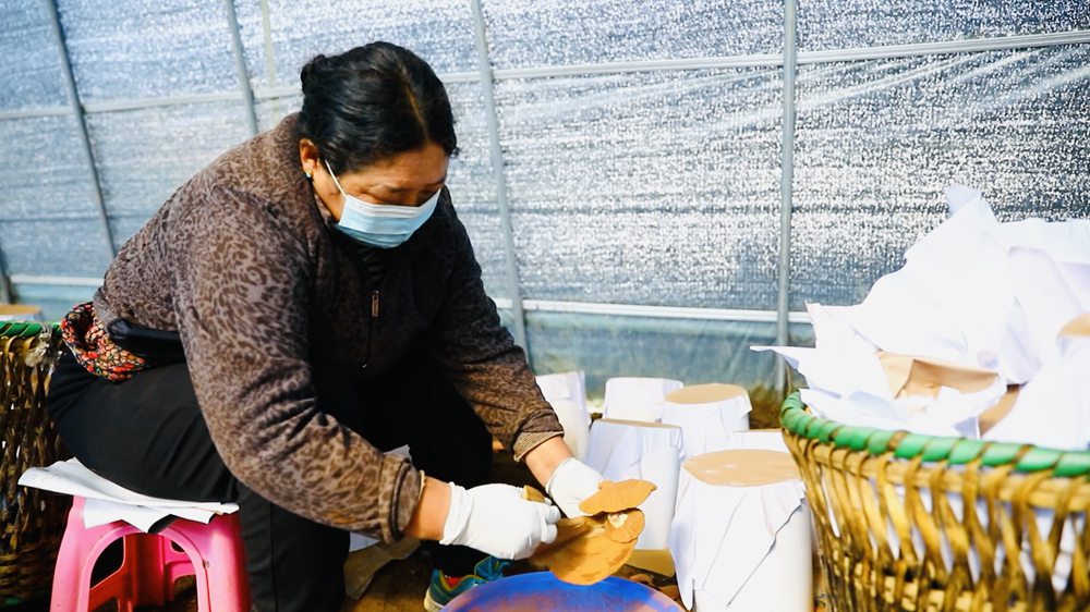 采收靈芝孢子粉。