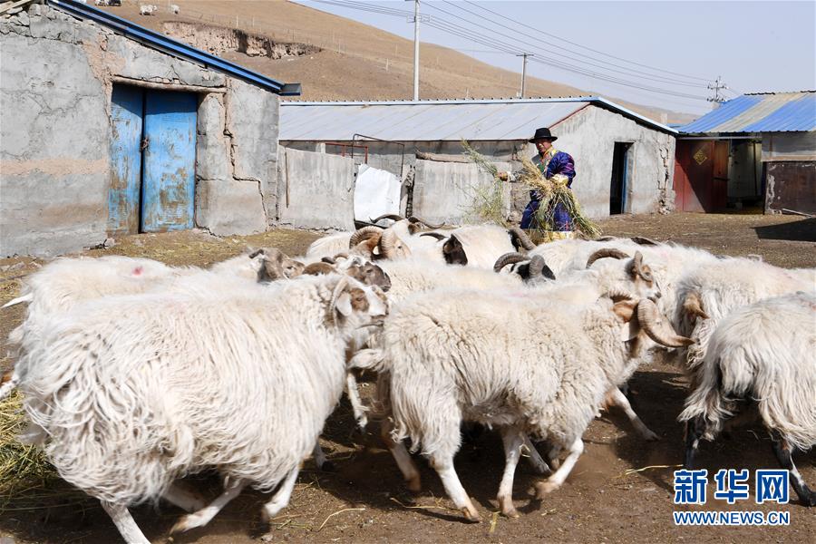 (脫貧攻堅)(11)從貧困戶到致富能人——藏族村民宋天柱“變身”記