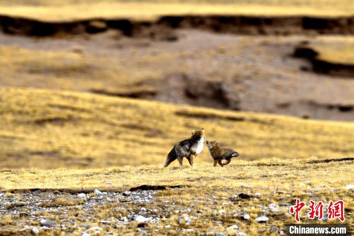 來自媽媽的愛！高原藏狐母子嬉戲畫面暖人心