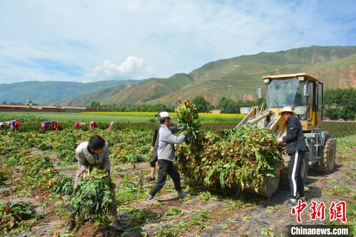 青海貴德:蔬菜產(chǎn)業(yè)敲開(kāi)百姓幸福生活的大門(mén)
