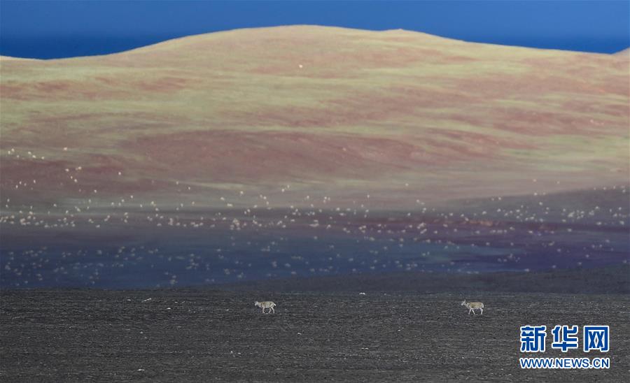 (圖文互動)(4)可可西里加強保護 十多年未聞盜獵槍聲