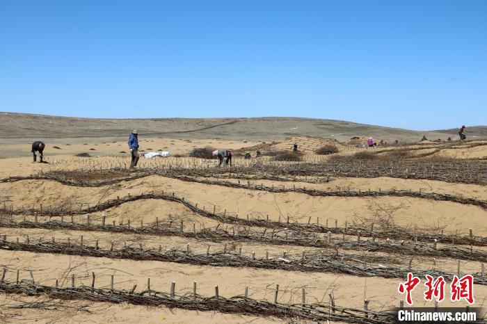 工作人員編織高山柳沙障。若爾蓋縣林業(yè)和草原局供圖