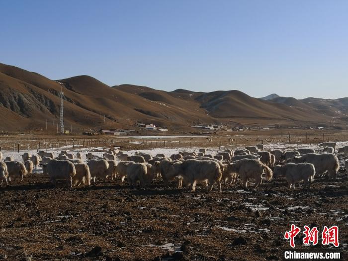 圖為甘肅天祝白牦牛。(資料圖) 南如卓瑪 攝
