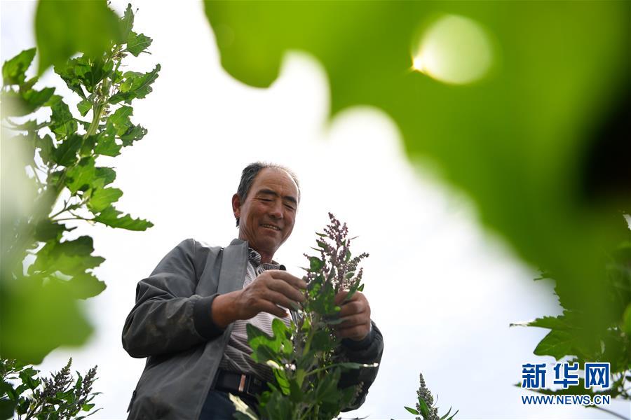 （新華全媒頭條·圖文互動）（12）大山的回響——三個(gè)民族自治縣的70年巨變