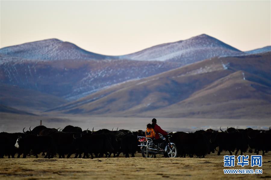 (社會(huì))(1)青海稱多:生態(tài)畜牧業(yè)奏響牧歌