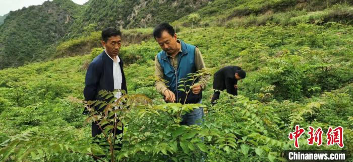 圖為張金利調(diào)研適合阿拉村種植的農(nóng)作物，經(jīng)過不斷改良技術(shù)后，產(chǎn)量大大提高。(資料圖)甘肅省水利廳供圖