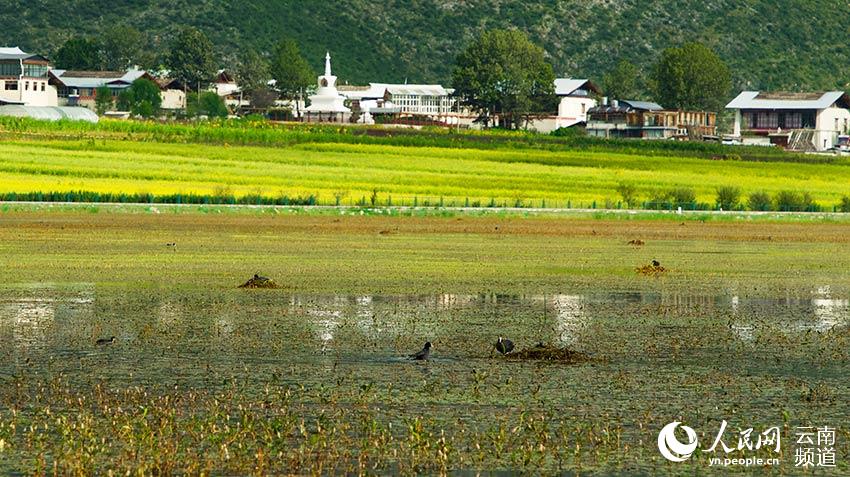 納帕海成為鳥(niǎo)類(lèi)遷徙停留地。呂昊辰攝