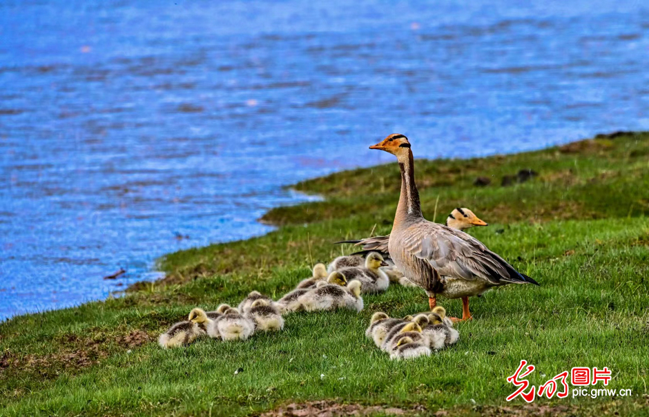 三江源國家公園正式設(shè)立，這是青海生態(tài)文明建設(shè)的新答卷