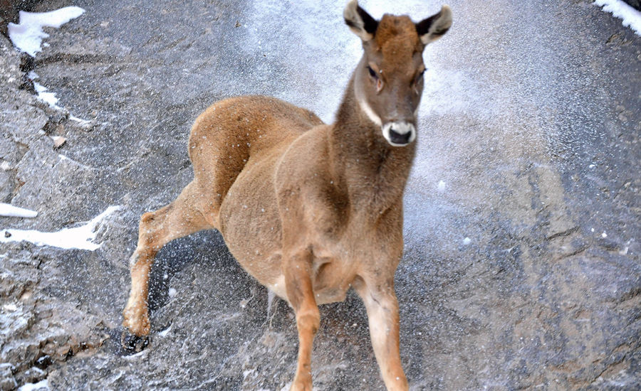 活躍在青海省海西州柏樹山的白唇鹿。巴圖那生攝