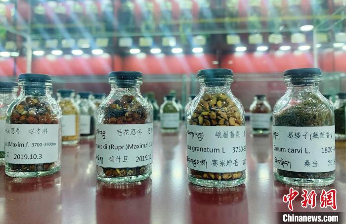 圖為海拔3500米以上珍貴草藥種子?！●R銘言 攝