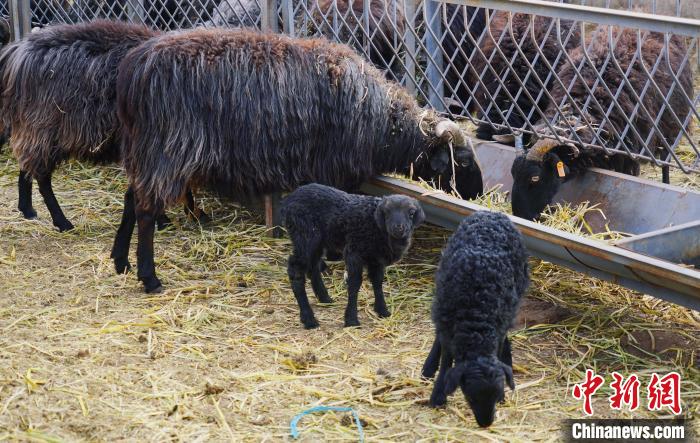 圖為黑藏羊及小羊羔正在吃草?！●R銘言 攝