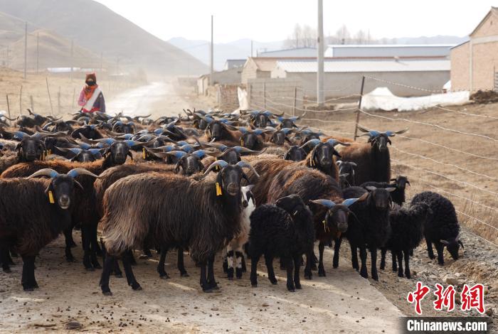 圖為牧民家的黑藏羊?！●R銘言 攝