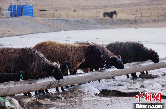 圖為黑藏羊正在喝水?！●R銘言 攝