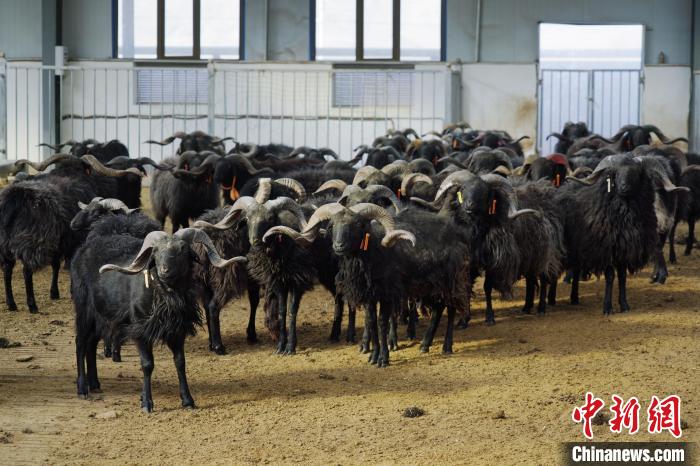 圖為黑藏羊?！●R銘言 攝