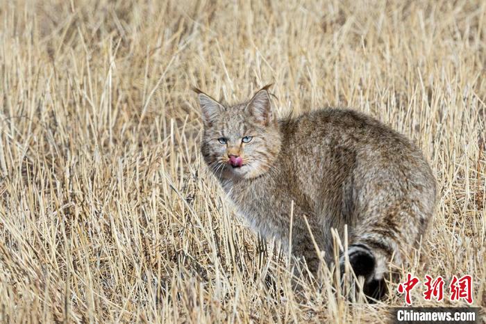 圖為拍攝到的荒漠貓?！O春生 攝