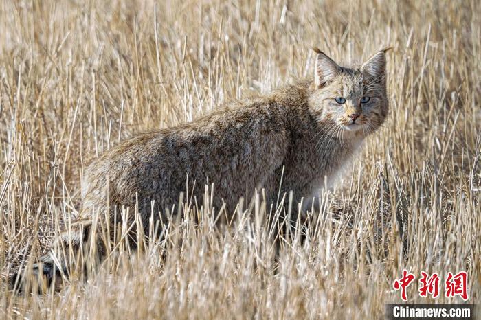 圖為拍攝到的荒漠貓?！≡S明遠 攝