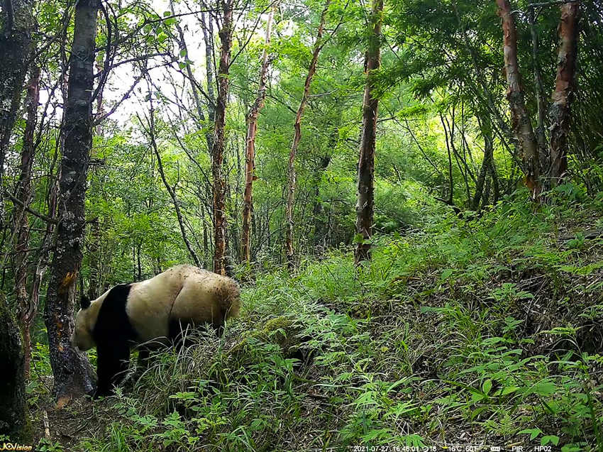 紅外相機(jī)拍攝到的野生大熊貓。平武縣融媒體中心供圖