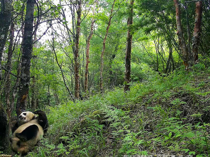 紅外相機(jī)拍攝到的野生大熊貓。平武縣融媒體中心供圖