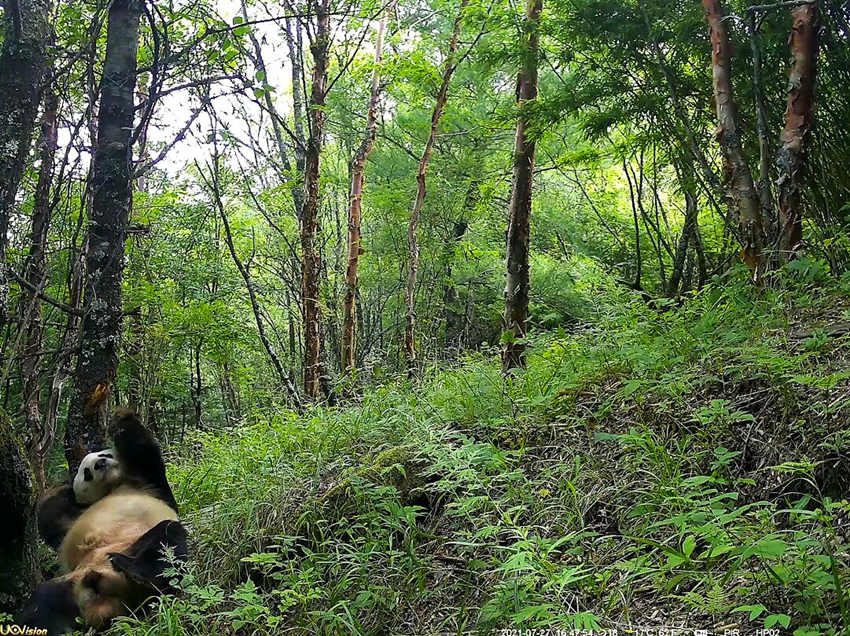 紅外相機(jī)拍攝到的野生大熊貓。平武縣融媒體中心供圖