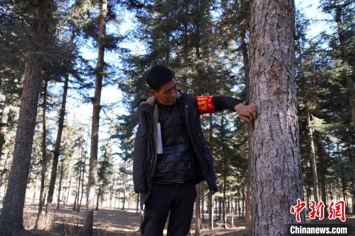 圖為桑杰加檢查林場(chǎng)樹(shù)木是否有病蟲(chóng)害?！●R銘言 攝