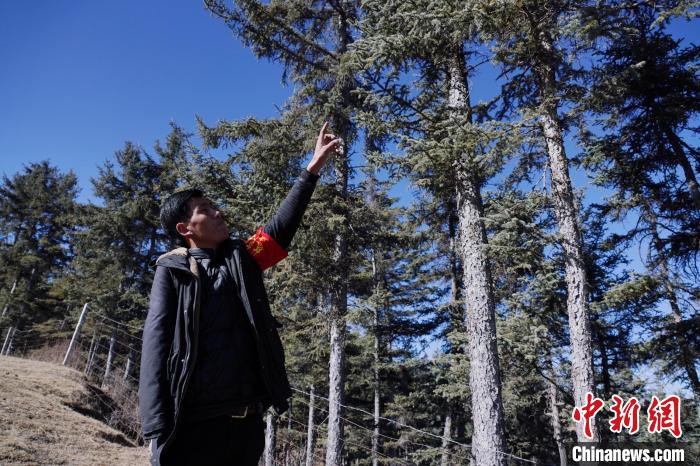 圖為桑杰加介紹林場(chǎng)樹木?！●R銘言 攝