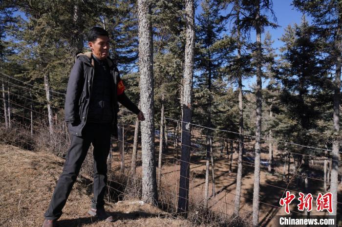 圖為桑杰加檢查林場(chǎng)防護(hù)網(wǎng)?！●R銘言 攝