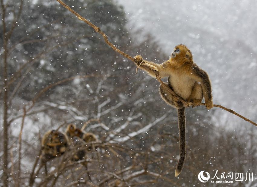雪中嬉戲的川金絲猴。鐘歡攝
