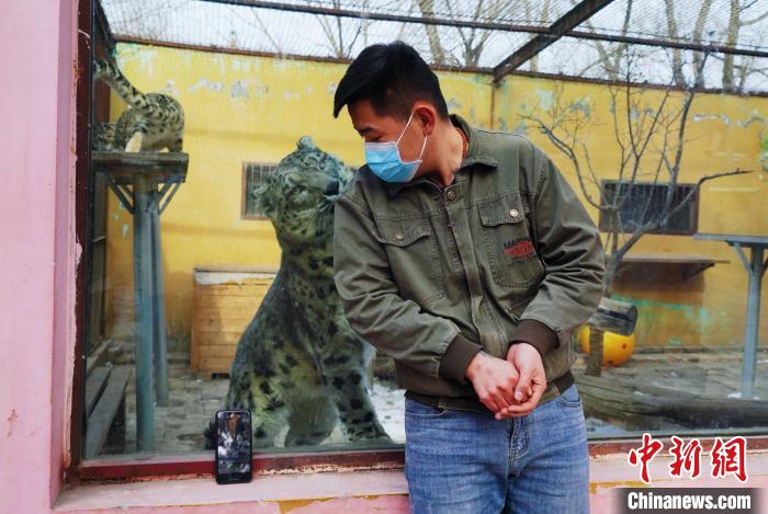 圖為雪豹“奶爸”史壽軍直播休息時與雪豹互動?！●R銘言 攝