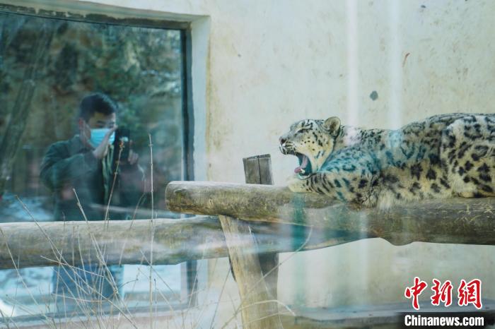 圖為雪豹“奶爸”史壽軍正在直播?！●R銘言 攝