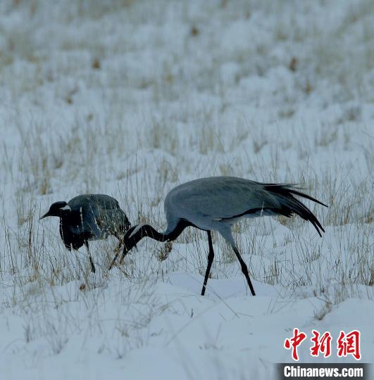在若爾蓋濕地的蓑羽鶴。　任何清 攝