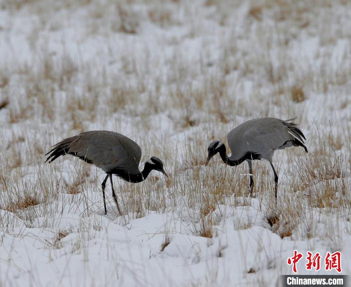 在若爾蓋濕地的蓑羽鶴?！∪魏吻?攝