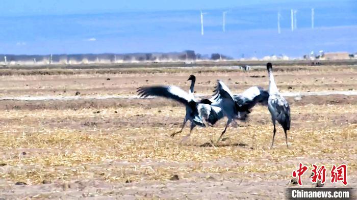 圖為黑頸鶴追逐嬉戲?！￡惷髡?攝
