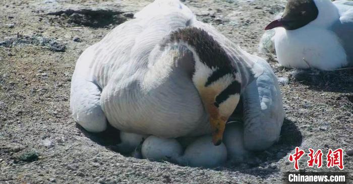 圖為斑頭雁孵蛋?！【G色江河 供圖