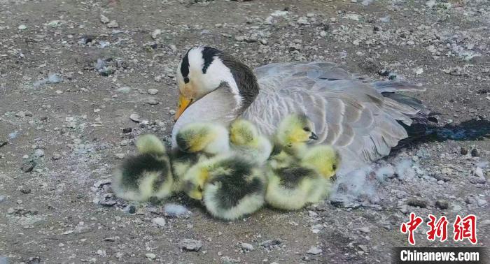 圖為斑頭雁母親和孩子們在一起?！【G色江河 供圖