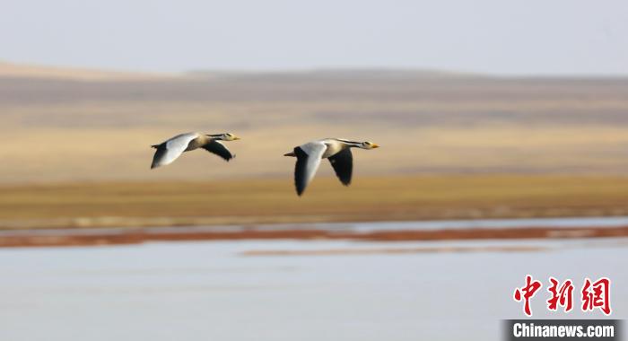 圖為飛翔的斑頭雁?！【G色江河 供圖