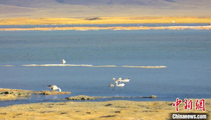 圖為斑頭雁在班德湖中休憩?！【G色江河 供圖