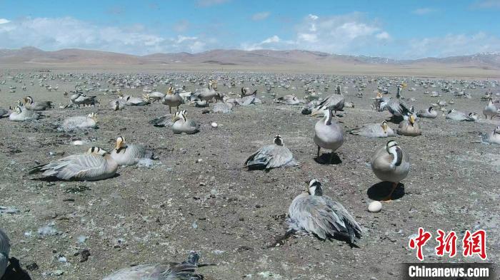 圖為斑頭雁在空地上孵蛋。　綠色江河 供圖