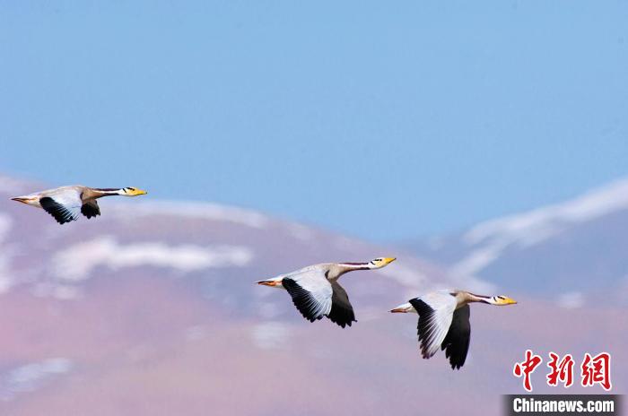 圖為斑頭雁在空中飛行?！【G色江河 供圖