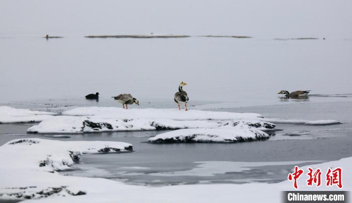 圖為斑頭雁在班德湖邊嬉戲。　綠色江河 供圖