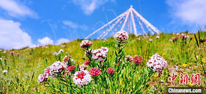 圖為草原一角。　 韓麗 　攝