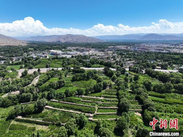 航拍貴德縣黃河岸畔綠意盎然?！●R銘言 攝