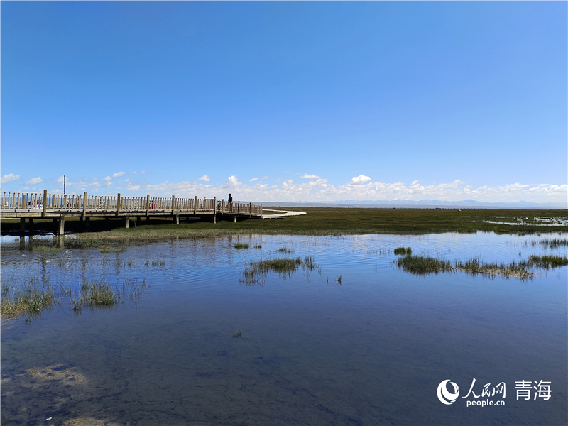   青海湖仙女灣。人民網(wǎng) 張莉萍攝