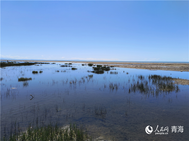   青海湖仙女灣。人民網(wǎng) 張莉萍攝