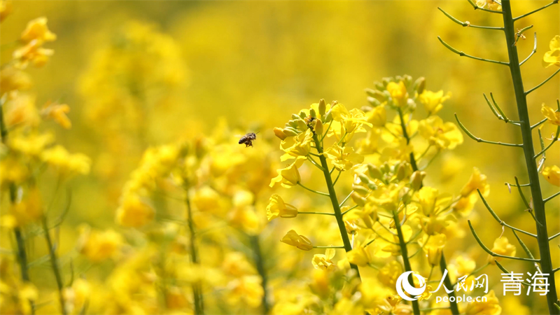油菜花。人民網(wǎng) 張皓芃攝