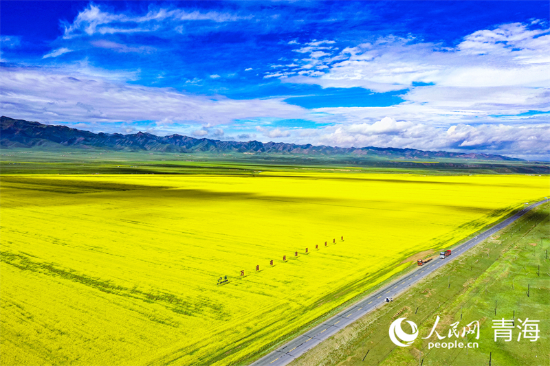 萬畝有機油菜種植基地。人民網(wǎng) 張皓芃攝