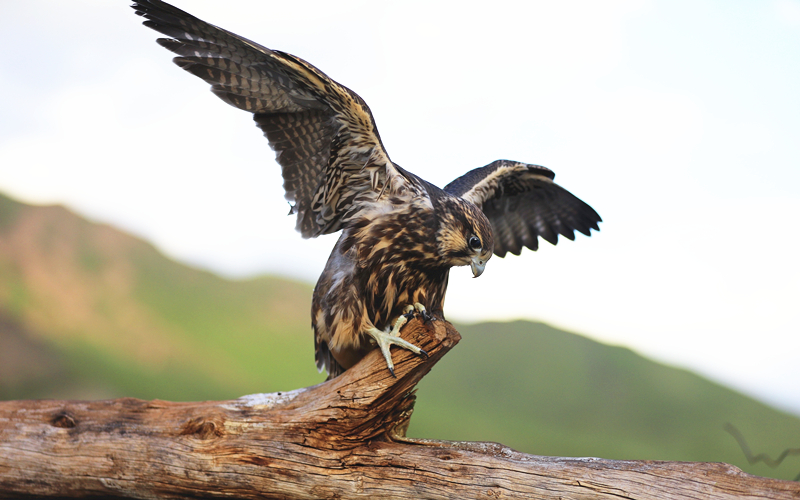 獵隼。江文江措攝