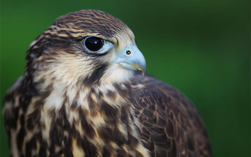 獵隼。江文江措攝